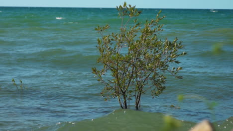 Un-árbol-Con-La-Base-Completamente-Sumergida-Bajo-El-Agua-Debido-A-Mareas-Inusualmente-Altas-En-Cámara-Lenta