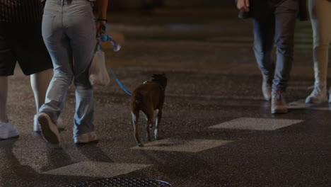 dog walking at night crossing the street