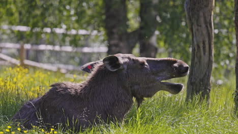 Female-elk-yawning-while-lying-on-grass,-closeview-in-slowmotion