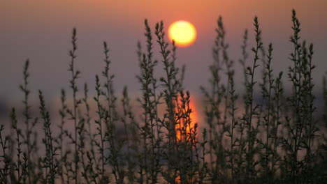 Blick-Auf-Den-Sonnenuntergang-über-Dem-Meer-Durch-Das-Gras