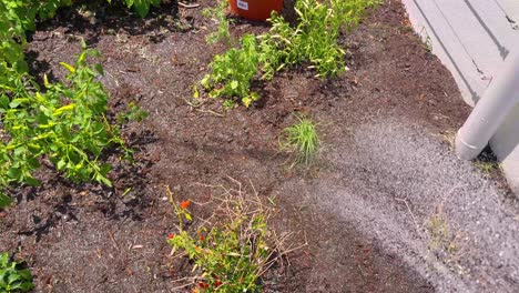 chilli plants being watered in a garden