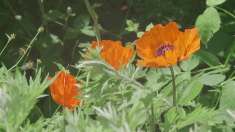 Eine-Biene-Schwebt-Um-Mohnblumen-Unter-Wildem-Grünem-Laub-In-Einem-Landfeld