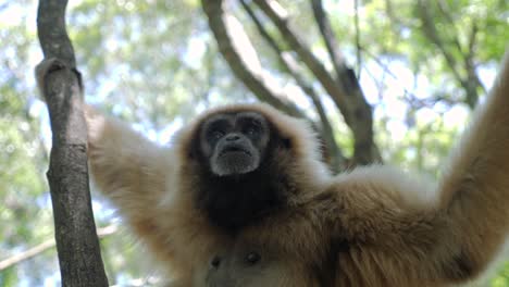 Gibón-En-El-Bosque_gibón-Jugando-En-Los-árboles_-Primate-Gibón-Blanco