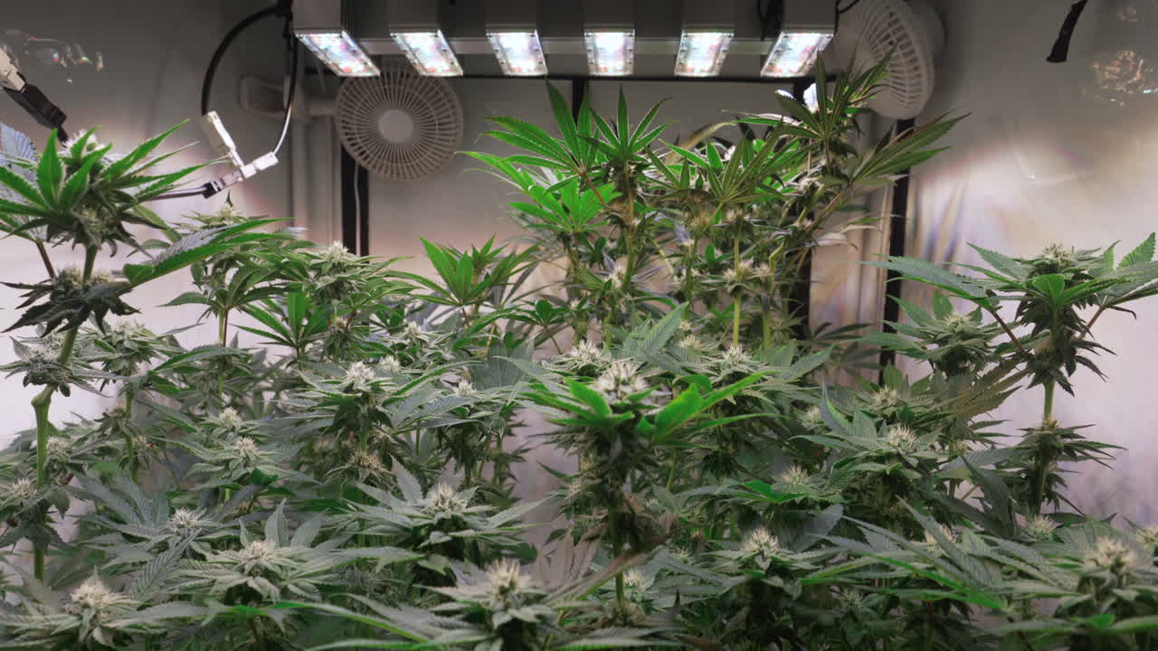 toma de plantas de cannabis que crecen en una carpa de cultivo durante la etapa de floración