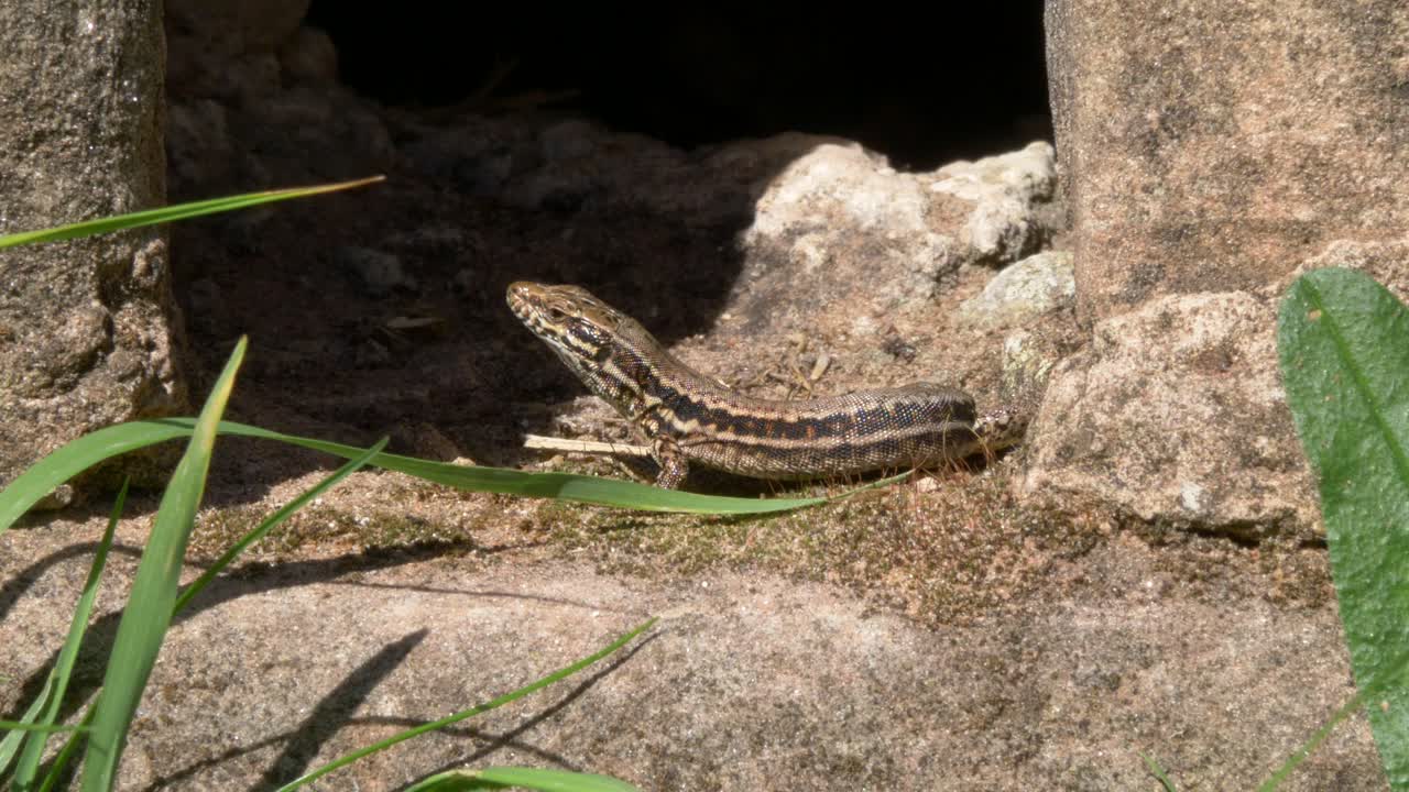 Lizard resting on warm stone ruins at Gräfenstein Castle near Merzalben, Germany