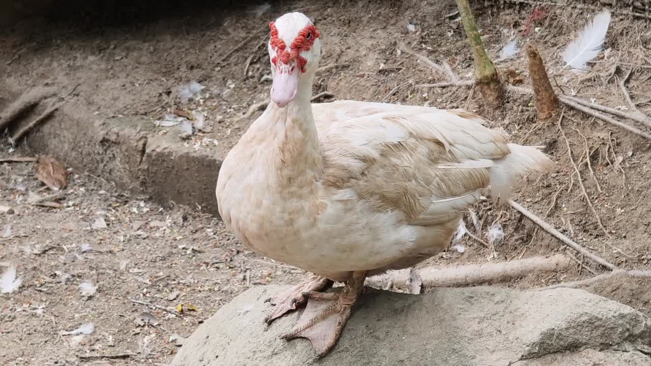 un pato blanco posado en una roca