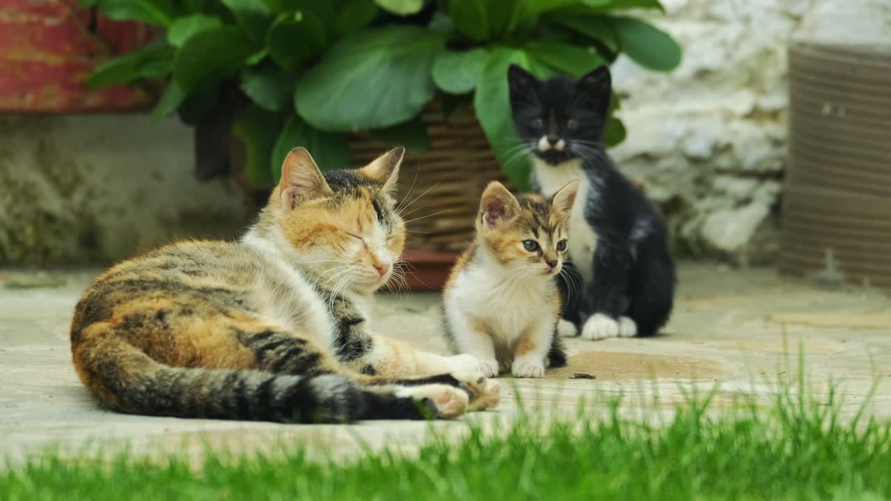 Gattini Curiosi si Avvicinano alle Loro Madri in Giardino