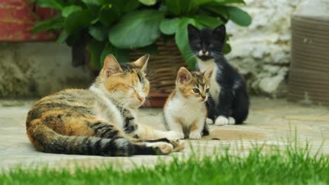 curious kittens come to their mothers in the garden