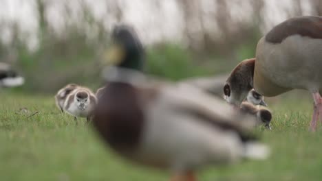 egyptian goose family feeding