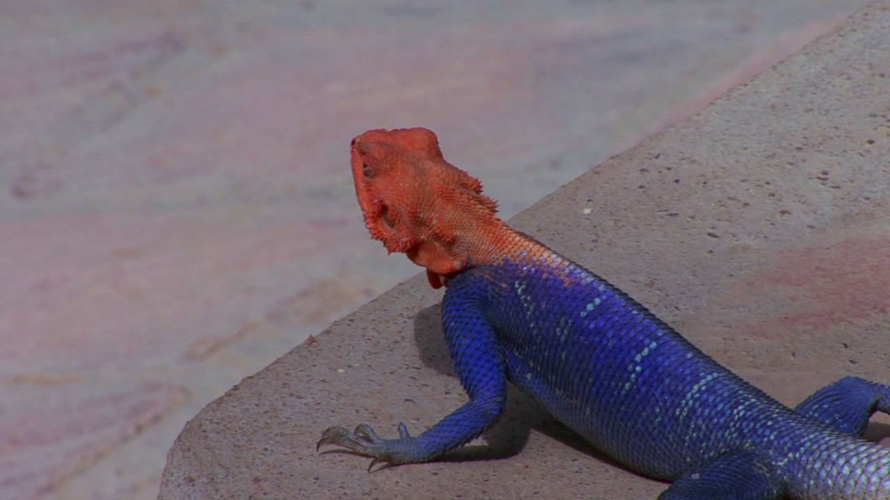 un hermoso lagarto rojo y azul se sienta en una roca en áfrica