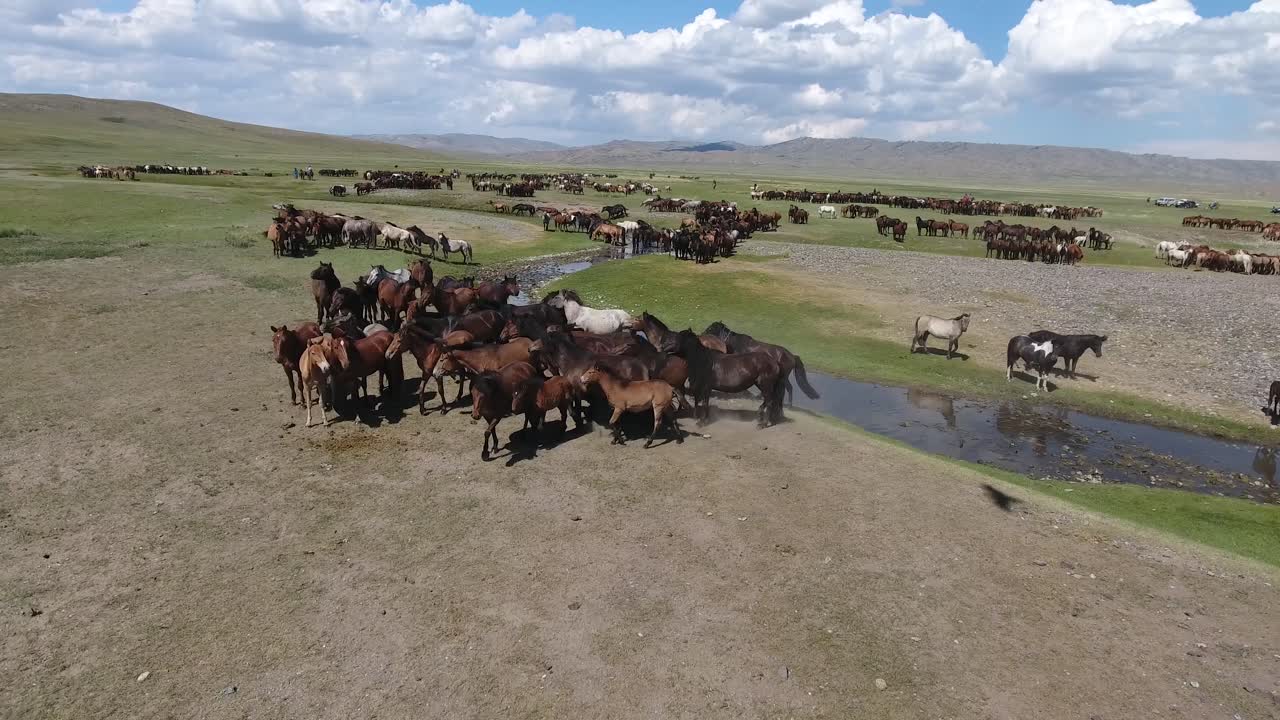 un dron aéreo disparó a una manada de caballos que corrían cerca de un río en mongolia. águila (rara)