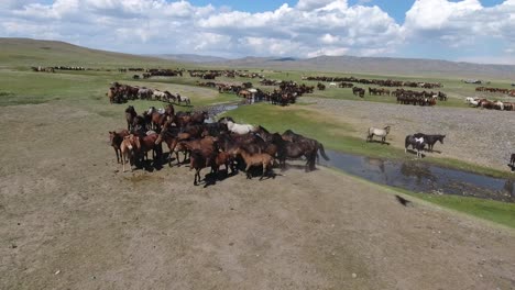 aerial drone shot herd of horses running close to river in mongolia eagle (rare)