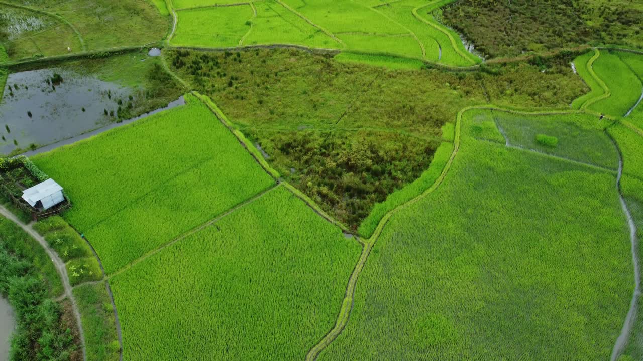 vista aérea de un campo de arroz en arunachal pradesh