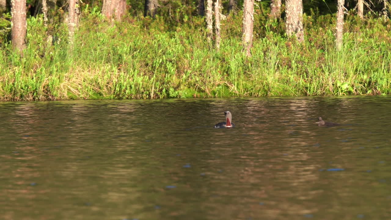 광야의 호수에서 수영하는 성인 붉은목 아비 또는 가비아 스텔라타와 그녀의 두 병아리의 삼각대 텔레줌 샷