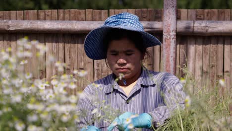 woman in a hat and gloves harvesting flowers in a field