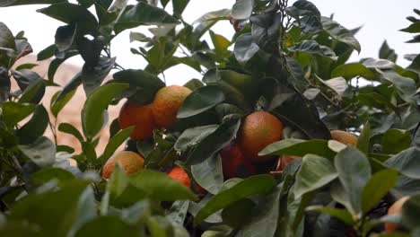 orange tree bethlehem israel oranges
