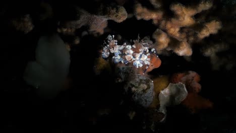 a synchronized pair of harlequin shrimps dancing about on the great barrier reef