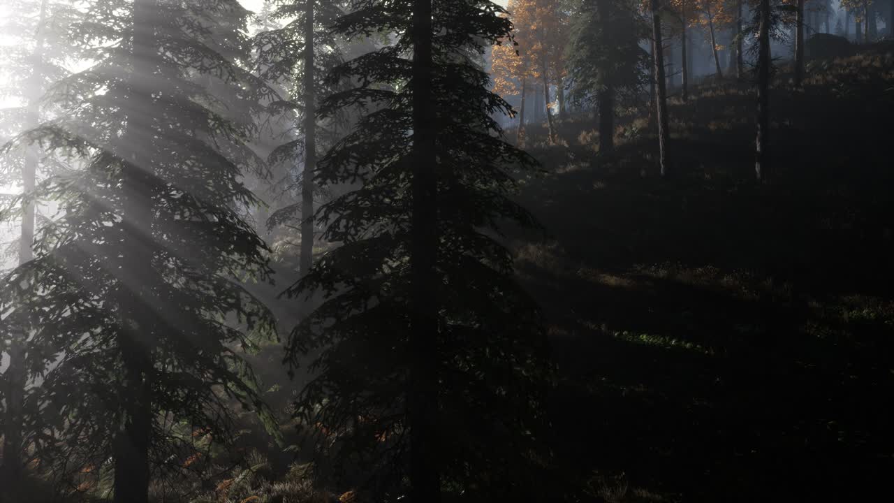 Calm moody forest in misty fog in the morning