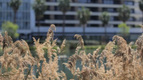 reeds-along-a-pond-in-Montpellier-city-sunny-day-France