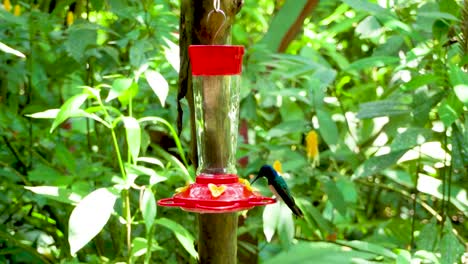 hummingbird flying to eat sugar in the forest