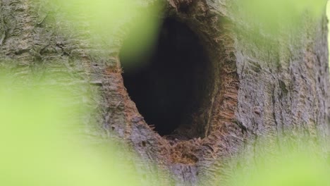 Baby-Great-Spotted-Woodpecker-Bird-Inside-A-Tree-Hole-At-Wilderness