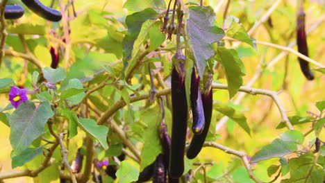 Frische-Dünne-Auberginen-Oder-Auberginen-Hängen-An-Einem-Sonnigen-Tag-Auf-Dem-Bio-Bauernhof