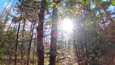 Sonnenstrahlen-Glitzern-Tagsüber-4k-Durch-Herbstzweige-Im-Wald