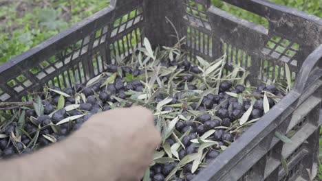 Black-olives-being-sorted-by-hand-in-a-crate,-close-up-on-male-hand