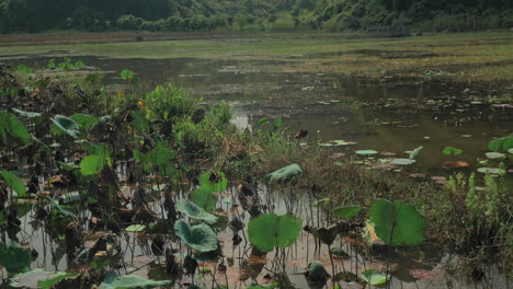 Blick-Auf-Den-Sumpf-Mit-Lilie-Und-Gras-Und-Grünen-Hügeln-Im-Hintergrund-Hanoi-Vietnam