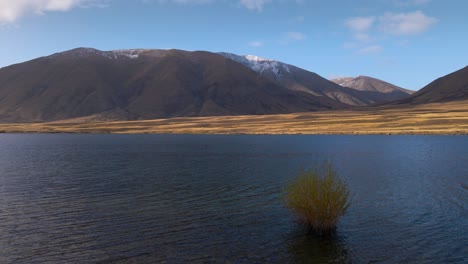arbusto acuático que crece cerca de la orilla de un lago de montaña azul en nueva zelanda