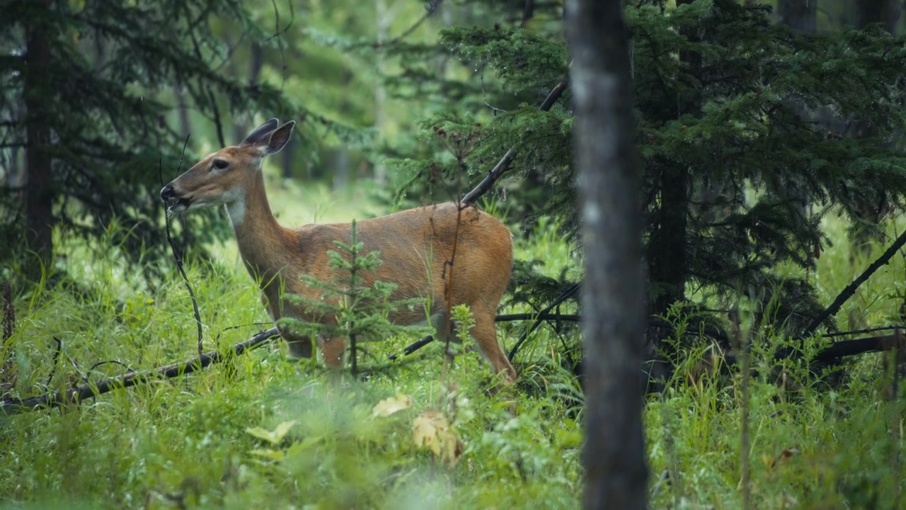 Un cervo che si nutre nella foresta piovosa