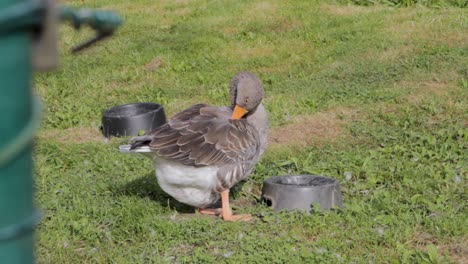 Greylag-goose-preening-itself-gently-on-a-sunny,-grassy-patch-with-water-bowls-nearby