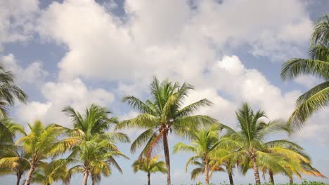 Wide-angle-shot-of-palm-trees-with-blue-sky-and-white-clouds-in-background