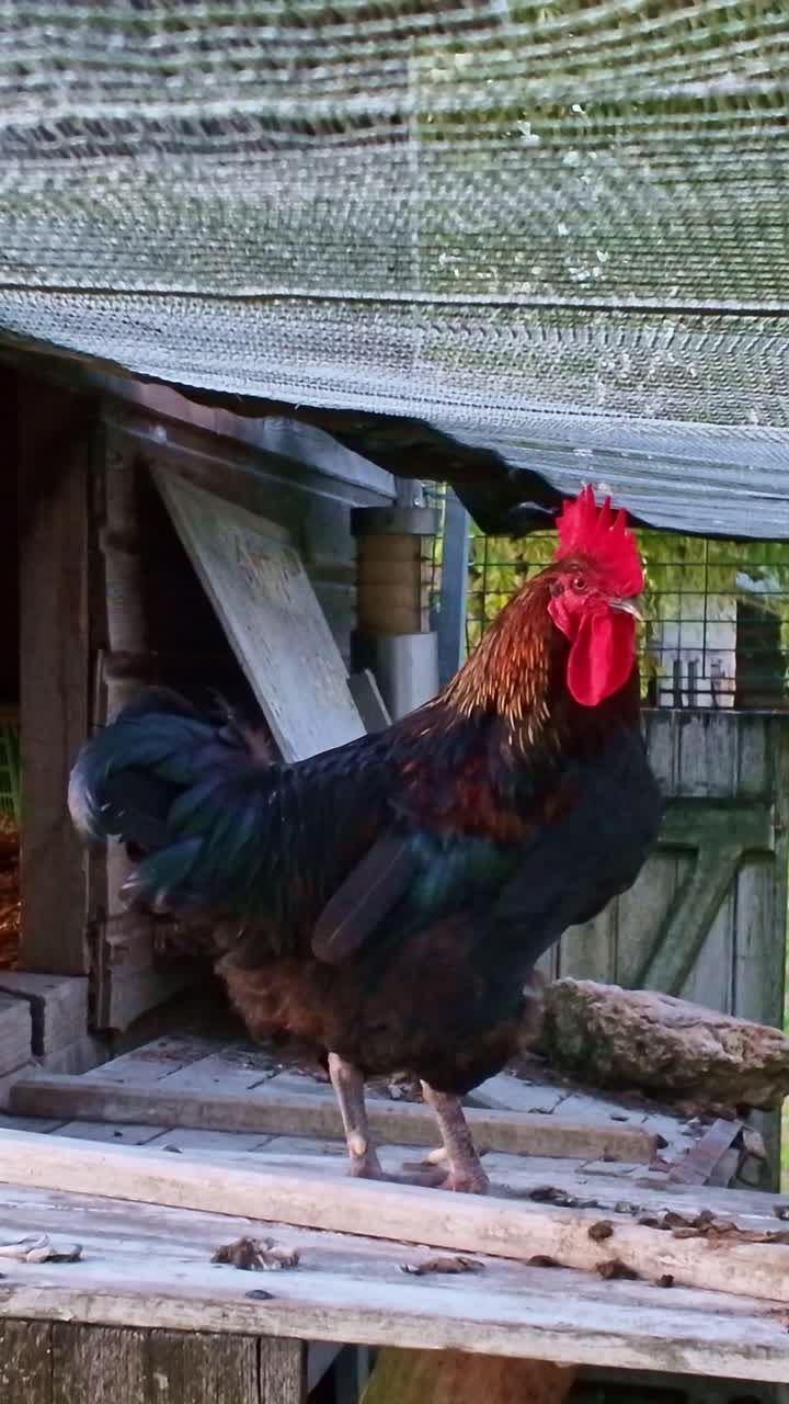 Vertical close-up of rooster on rustic farm coop
