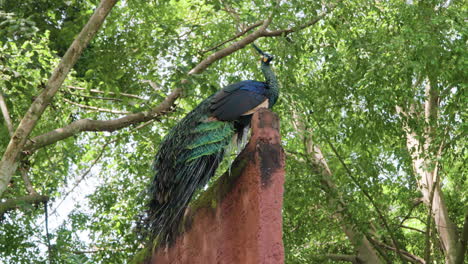 Side-View-of-Elegant-Green-Peafowl-or-Indonesian-Peacock-Perched-on-Fence-Against-Tropical-Trees-in-Bali,-Indonesia---low-angle-view