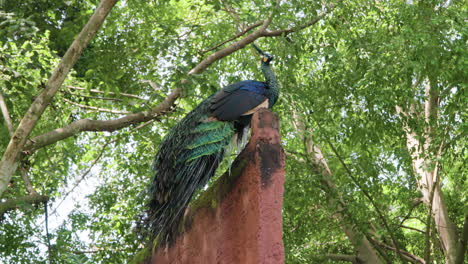vista lateral de un elegante pavo real verde o pavo real indonesio encaramado en una valla contra árboles tropicales en bali, indonesia - vista de bajo ángulo