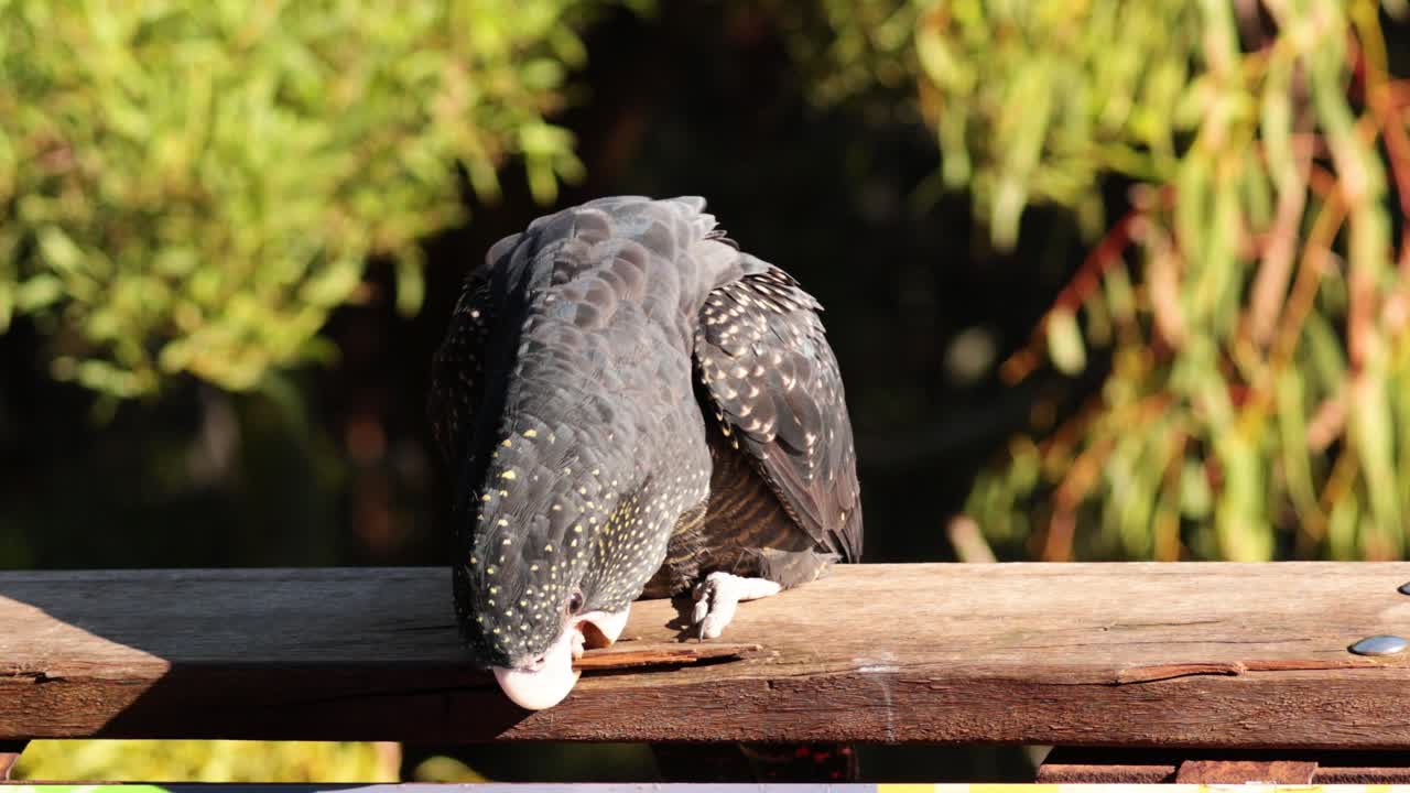 카카투 가 몸 을 정리 하고 주변 을 탐험 하고 있다