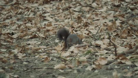 Red-Squirrel-moving-in-the-woods-collecting-and-burying-nuts