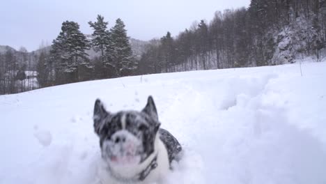 french bulldog running in snow puppy running in snow