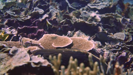 Sigue-A-Un-Pulpo-Mientras-Nada-Sobre-Un-Arrecife-De-Coral-Para-Esconderse-De-Los-Depredadores-Gigantes