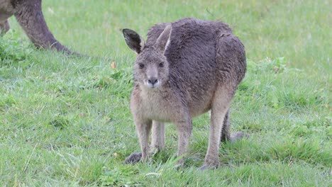 a wet kangaroo in the rain chewing on grass in a field