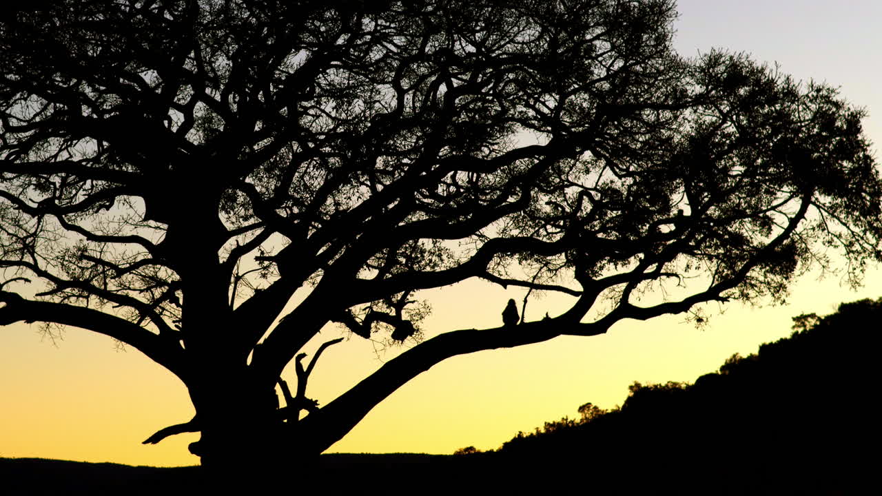 Sunset silhouette of big wild fig tree with clambering baboon troop, telephoto