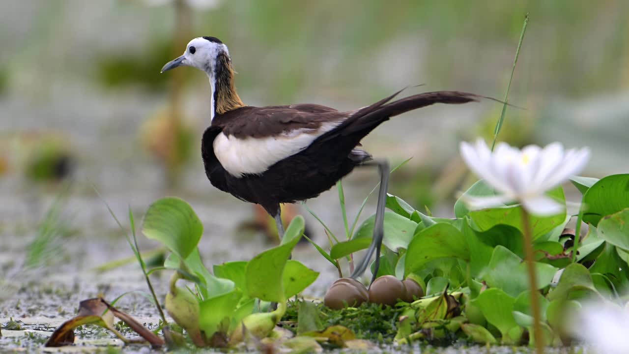 jacana de cola de faisán dejando el nido para alimentarse