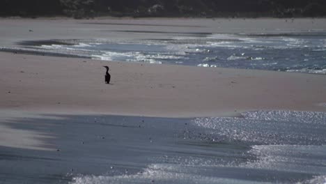 Capture-the-tranquil-beauty-of-a-Karuhiruhi-in-a-long-shot,-gracefully-standing-beside-the-serene-shore,-where-the-bird's-elegance-meets-the-peaceful-waters-of-its-natural-habitat