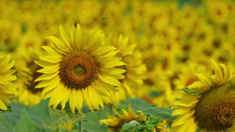 closeup of a sunflower on the left and the sea of yellow as the background, common sunflower helianthus annuus, thailand