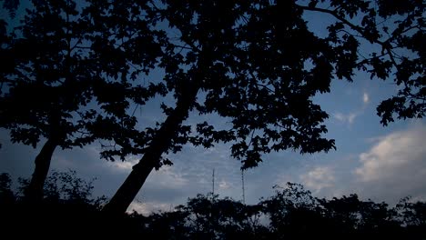 Hintergrundbeleuchtung-Auf-Einem-Baum-Mit-Blauem-Himmel-Bei-Sonnenaufgang