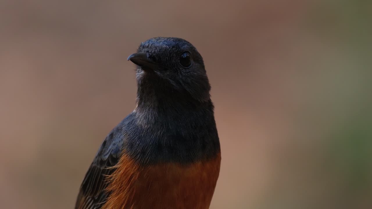 mirando hacia la derecha luego alrededor luego se da la vuelta para volar lejos, shama copsychus malabaricus, tailandia