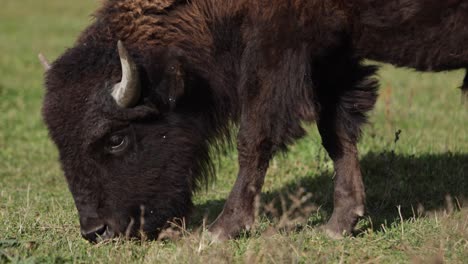 Bisons-Grasen-Auf-Gras-Nahaufnahme-Slomo