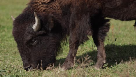 bisonte pastando en la hierba closeup slomo