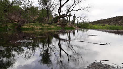 Reflexionen-Von-Blattlosen-Bäumen-Und-Saguaro-Kakteen-Auf-Ruhigem-Wasser-In-Der-Sabino-Schlucht,-Tucson,-Arizona